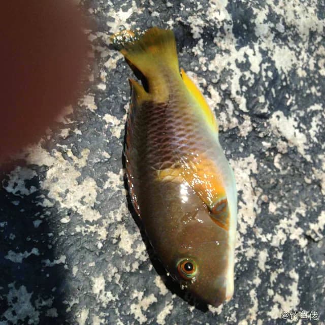 鞍斑猪齿鱼钓获 西安市 0.1kg
