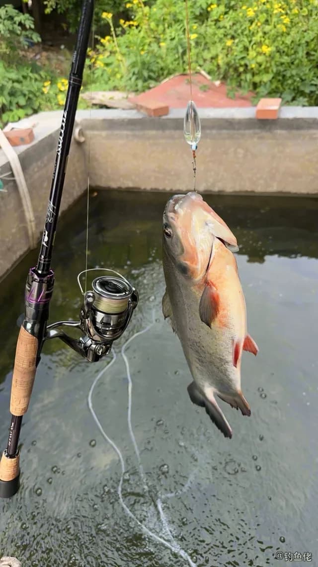 白鲳钓获 重庆市 2.5kg
