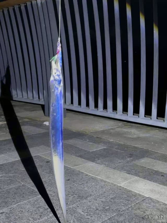 白带鱼钓获 青岛市 2.5kg