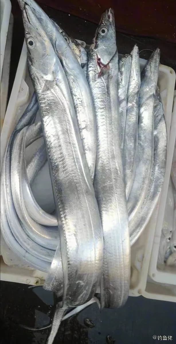 白带鱼钓获 宁波市 1.8kg