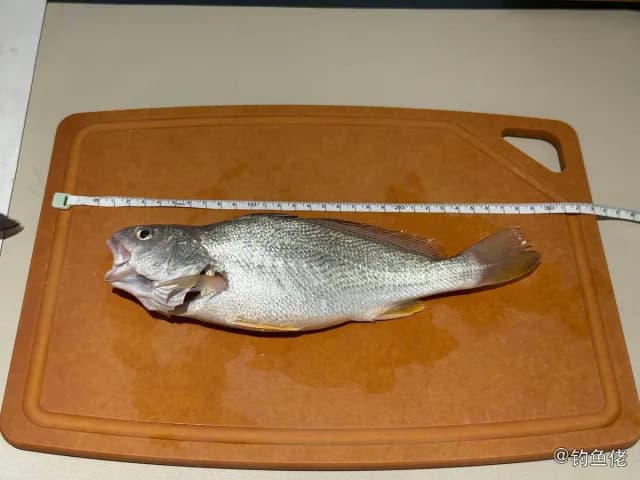 白姑鱼钓获 深圳市 0.3kg