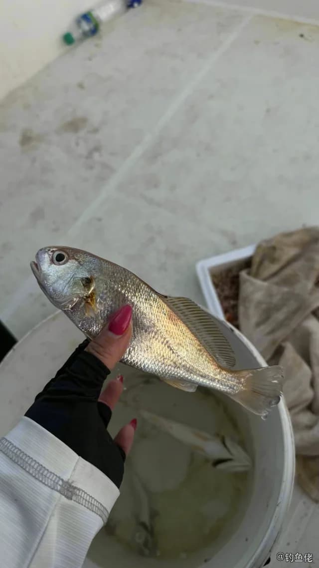 白姑鱼钓获 沈阳市 0.5kg