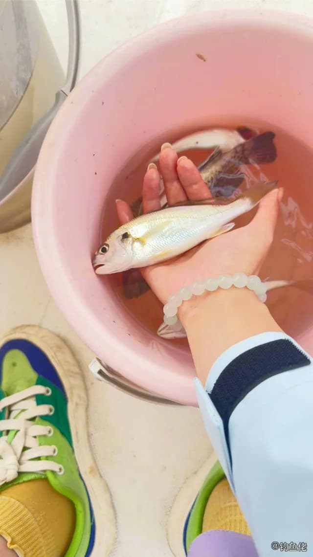 白姑鱼钓获 威海市 0.25kg