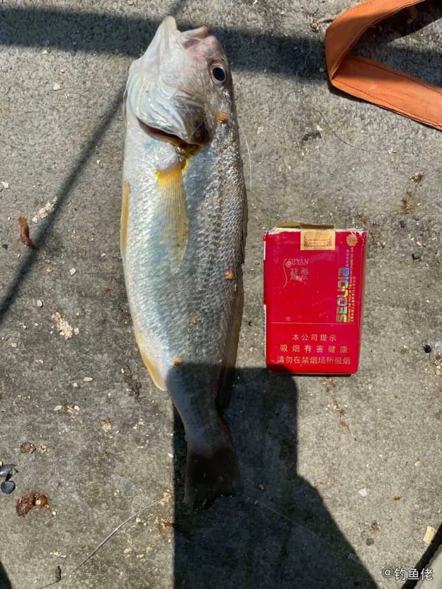 白姑鱼钓获 中华人民共和国 1kg