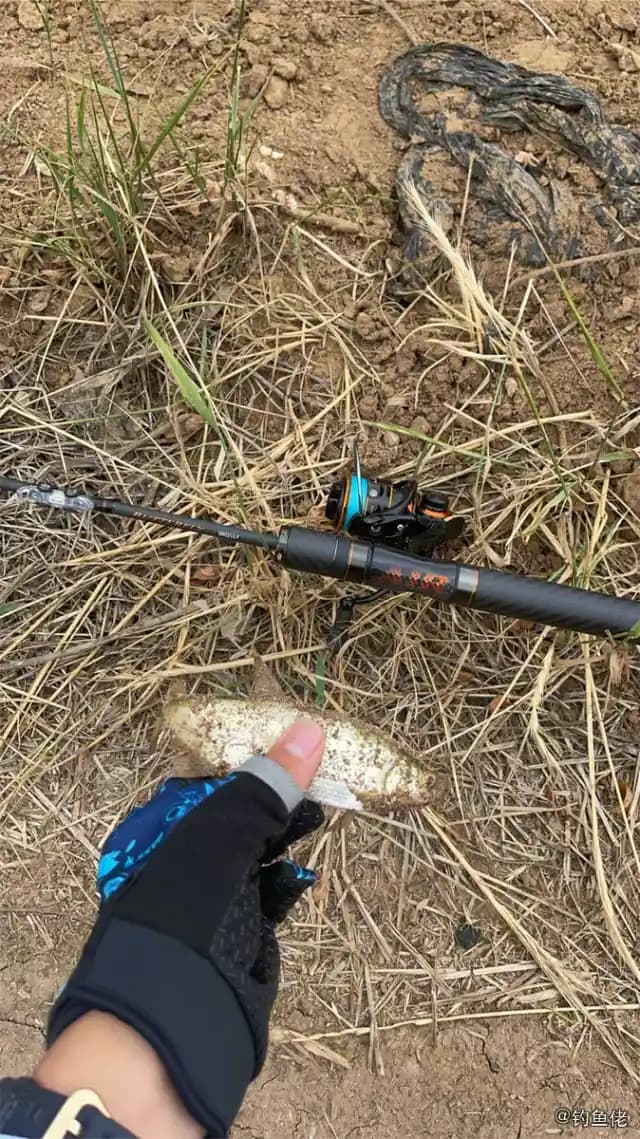 白条钓获 青岛市 0.8kg