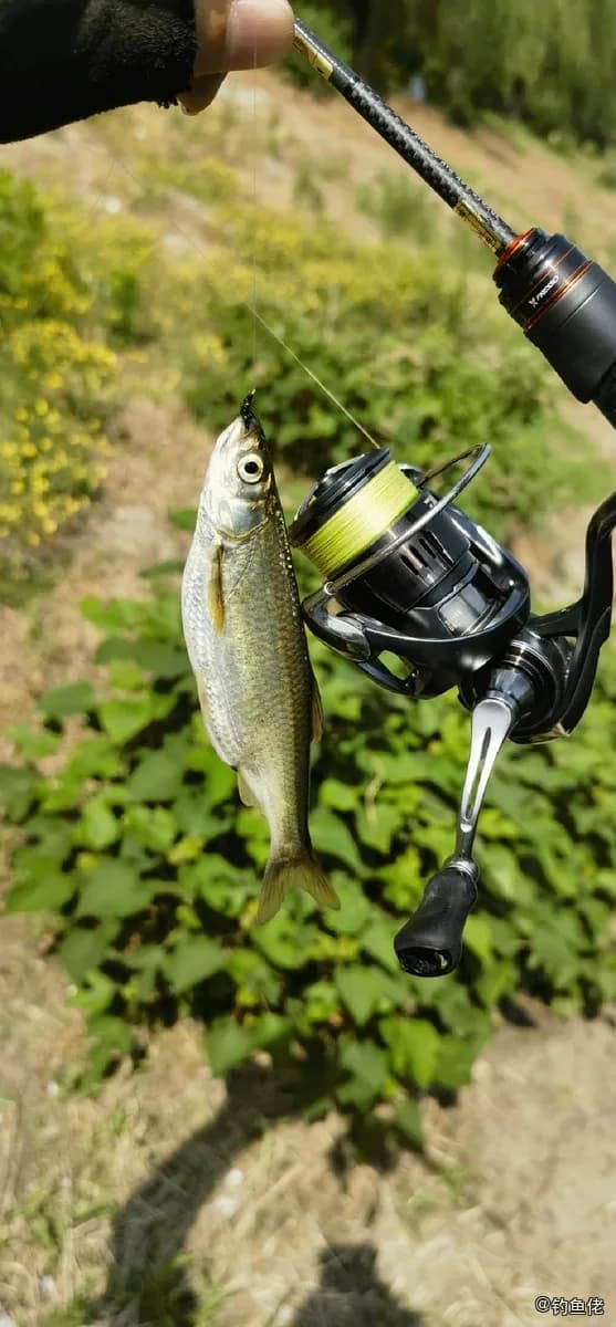 白条钓获 北京市 0.1kg