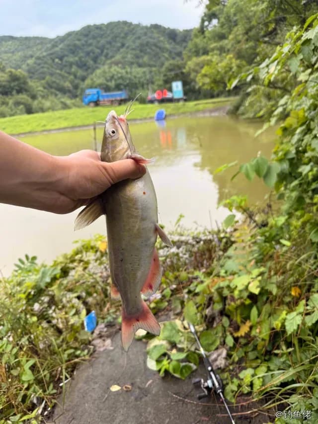 斑点叉尾鮰钓获 杭州市 3kg