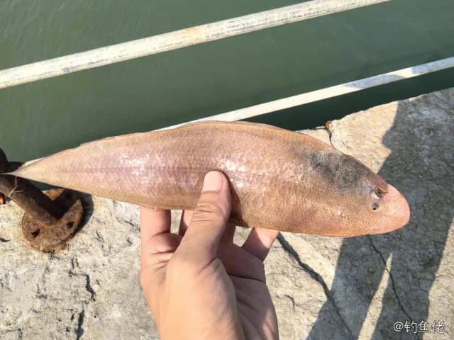 半滑舌鳎钓获 青岛市 0.1kg