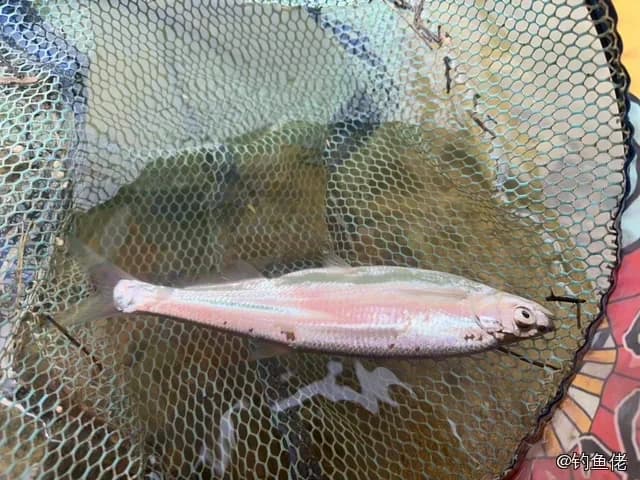 斑马鿕钓获 怀化市 