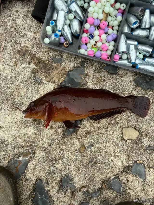 斑头肩鳃鳚钓获 大连市 0.1kg