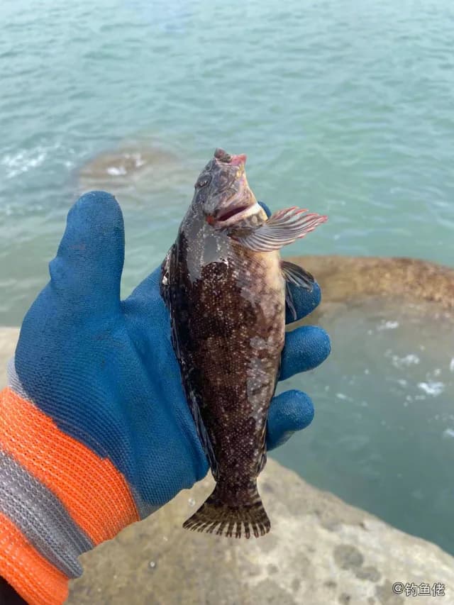 斑头六线鱼钓获 青岛市 0.8kg
