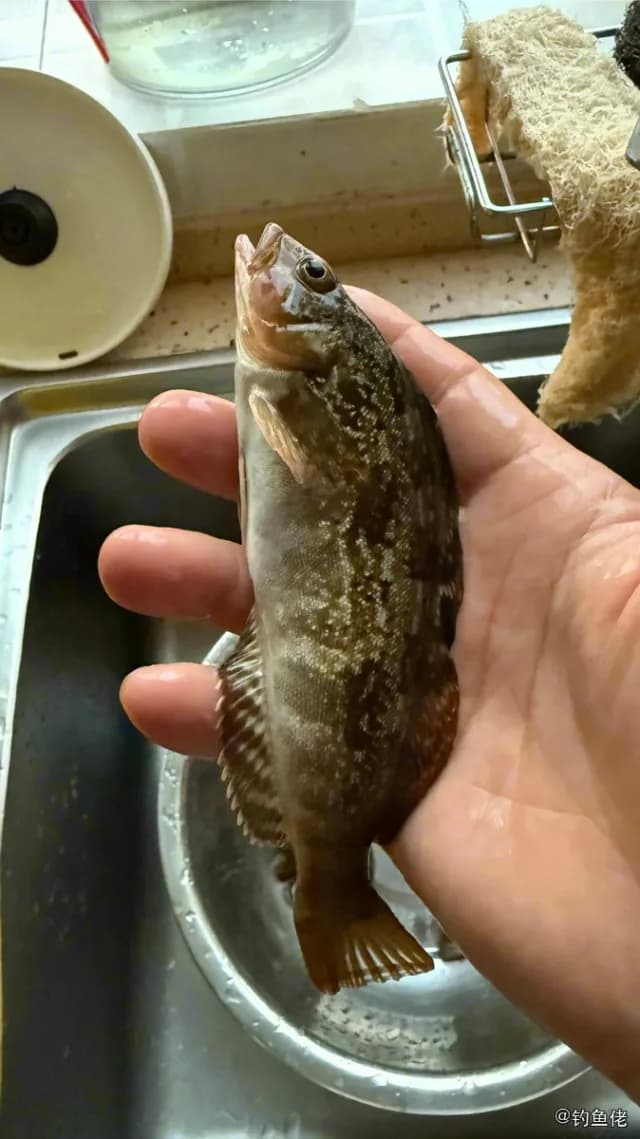 斑头六线鱼钓获 秦皇岛市 0.3kg