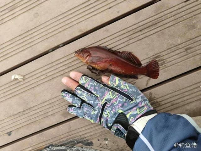 斑头六线鱼钓获 大连市 0.1kg