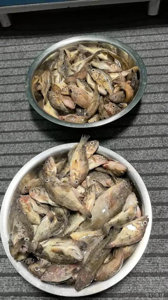 斑头六线鱼钓获 唐山市 0.1kg
