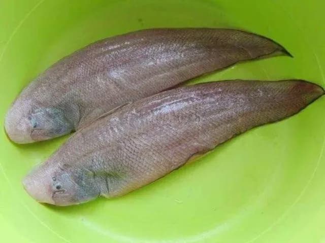 斑头舌鳎钓获 东营市 0.4kg