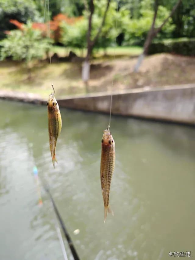 斑鱵钓获 南京市 0.03kg