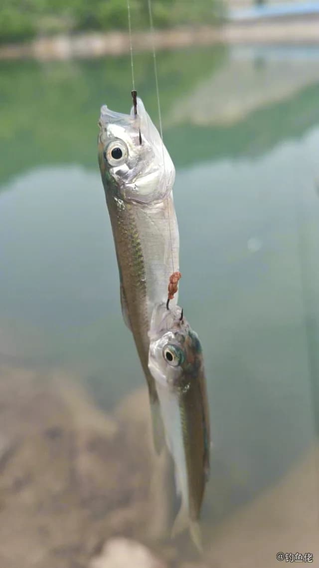 斑鱵钓获 台州市 0.03kg