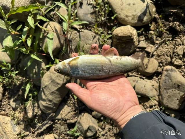 北极茴鱼钓获 防城港市 0.3kg