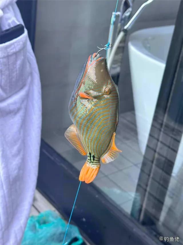 波纹钩鳞鲀钓获 沧州市 0.8kg