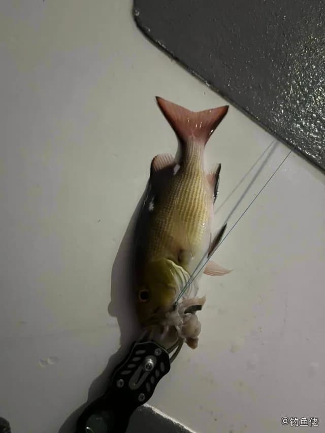 波纹钩鳞鲀钓获 毕节市 0.1kg