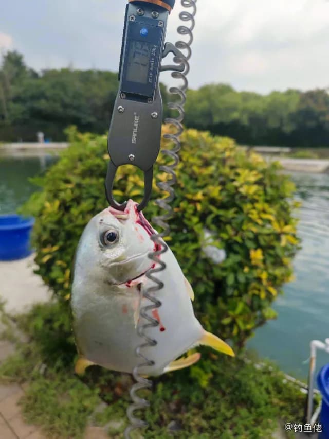布氏鲳鲹钓获 上海市 1.1kg