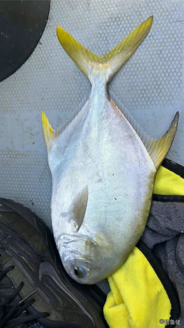 布氏鲳鲹钓获 惠州市 4kg