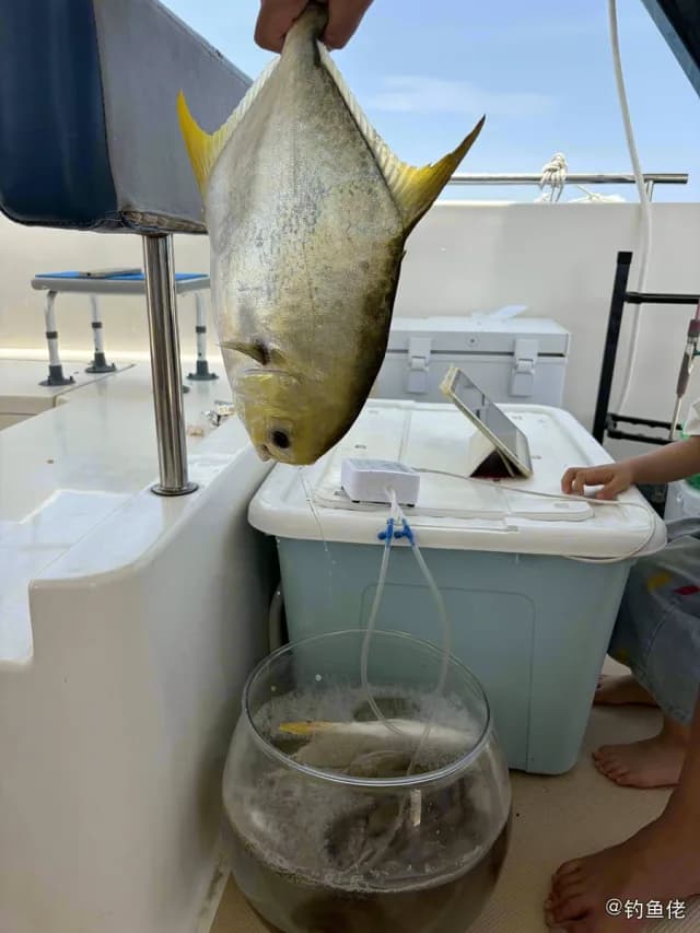 布氏鲳鲹钓获 三亚市 6kg