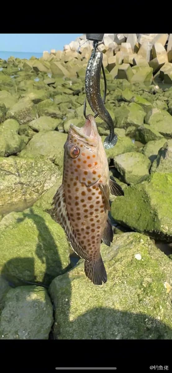 布氏石斑鱼钓获 重庆市 0.12kg