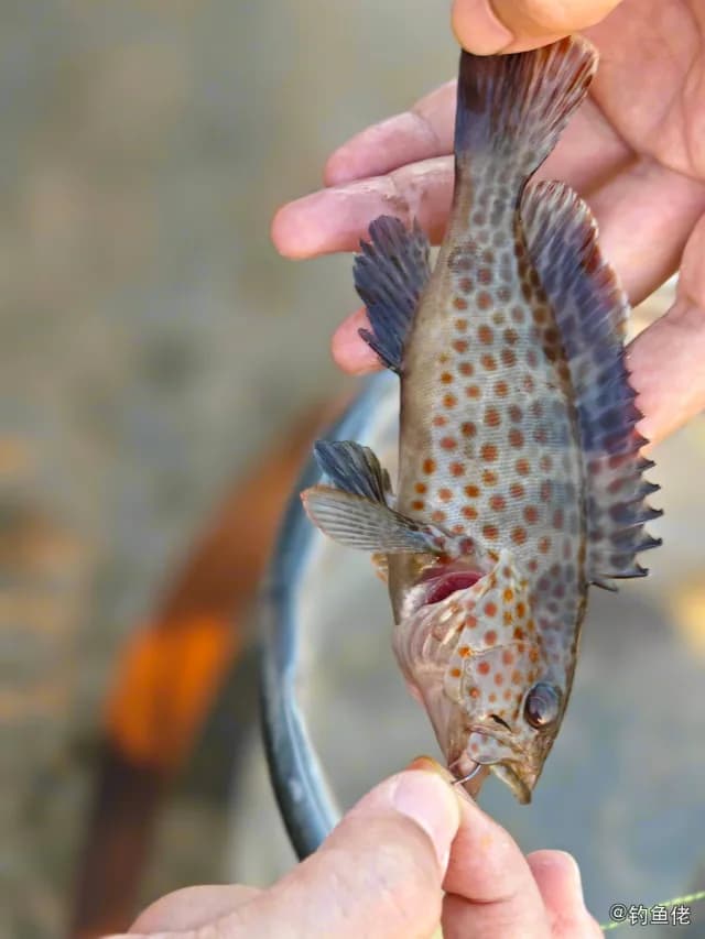 布氏石斑鱼钓获 防城港市 0.2kg
