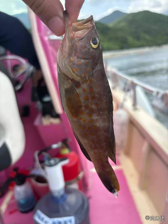 布氏石斑鱼钓获 中华人民共和国 1.2kg
