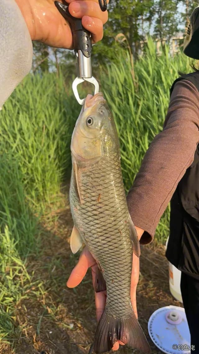 草鱼钓获 沧州市 1.2kg
