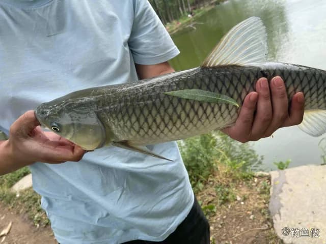 草鱼钓获 三门峡市 1.5kg