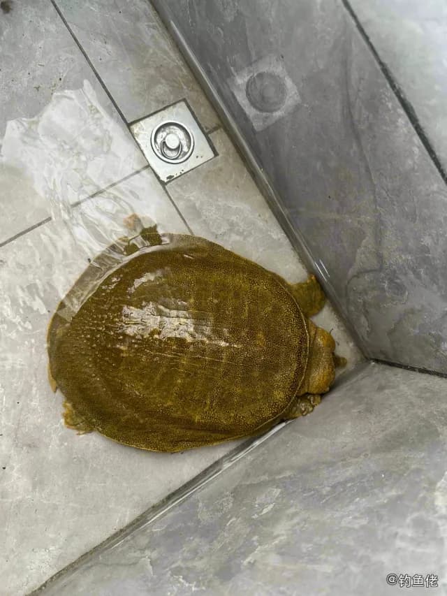 侧牙鲈钓获 恩施土家族苗族自治州 1kg