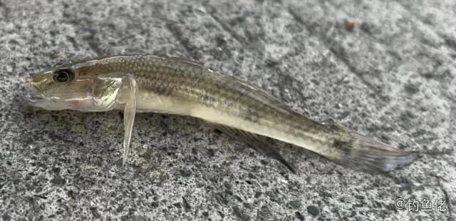 叉斑狗母鱼钓获 中山市 0.8kg