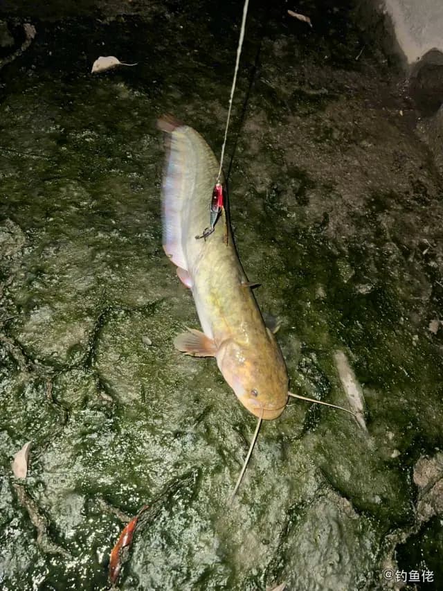 蟾胡鲶钓获 上海市 0.8kg