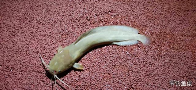 蟾胡鲶钓获 肇庆市 0.8kg
