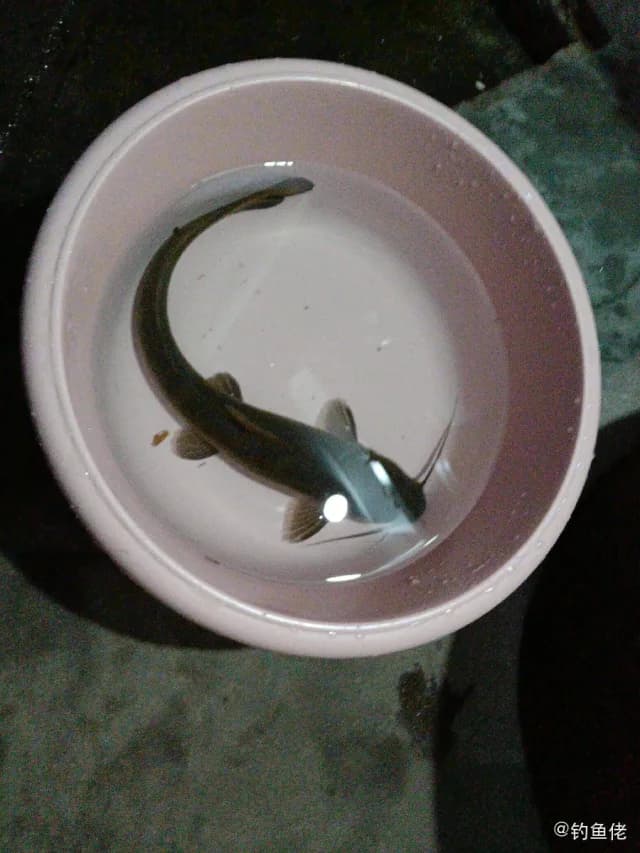蟾胡鲶钓获 台州市 0.4kg