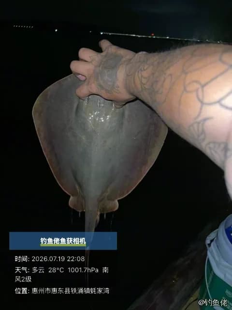 赤魟钓获 惠州市 0.5kg