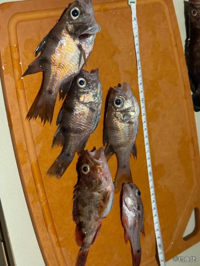 垂带天竺鲷钓获 深圳市 