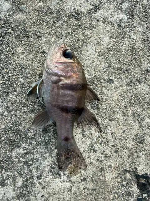 垂带天竺鲷钓获 香港特别行政区 0.1kg