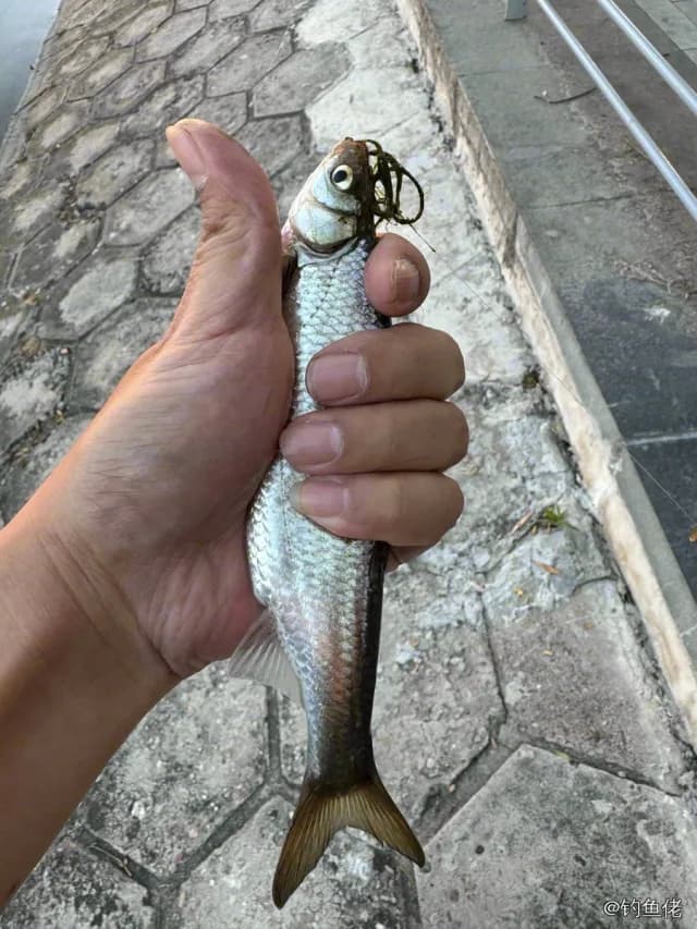 唇䱻钓获 北京市 0.1kg