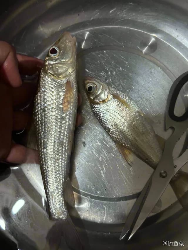 唇䱻钓获 宜春市 8kg