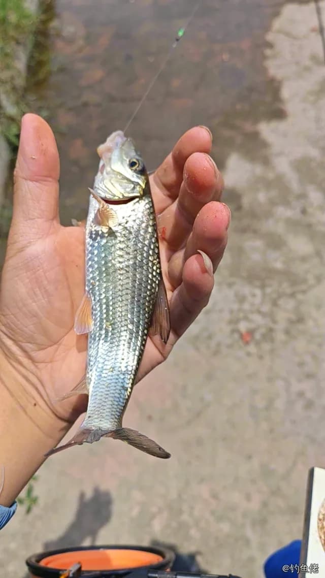 唇䱻钓获 成都市 0.3kg