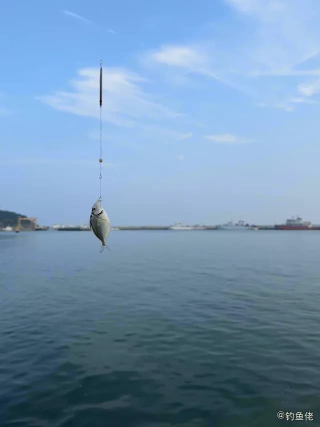 刺鲳钓获 青岛市 0.2kg