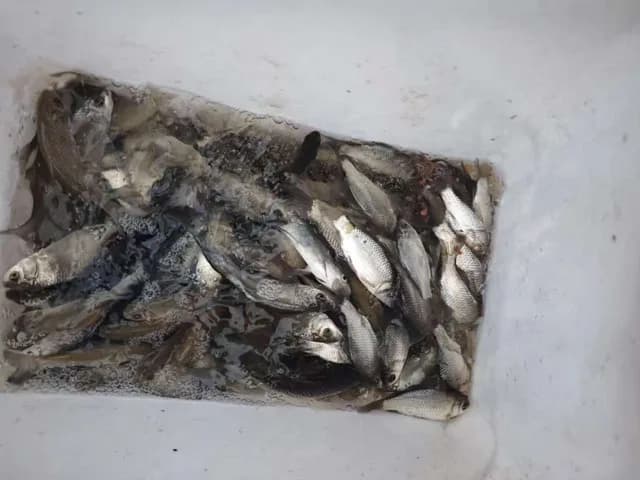 刺鲳钓获 湖北省 0.05kg