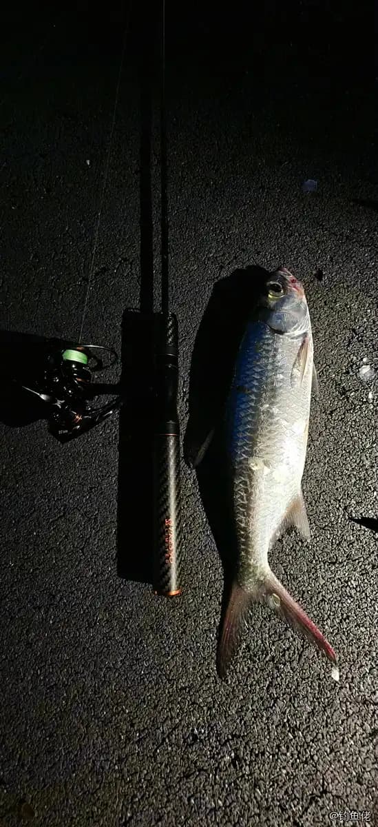 大海鲢钓获 珠海市 0.5kg