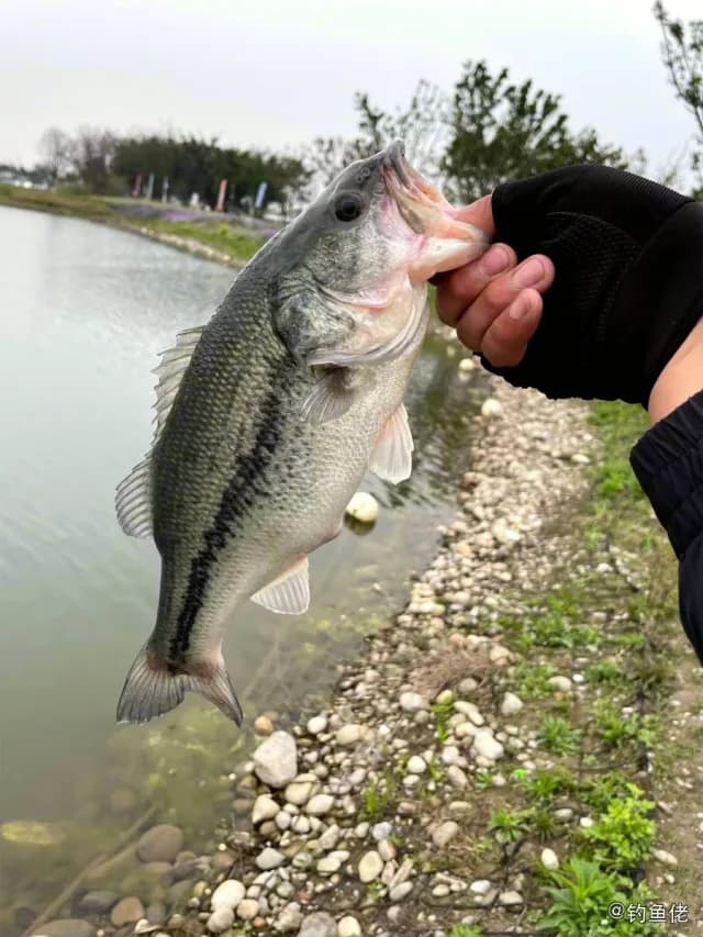 大口黑鲈钓获 包头市 8.08kg