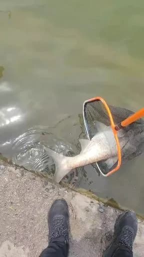 大口线塘鳢钓获 东营市 