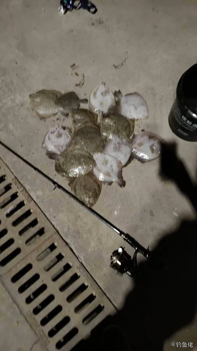 大菱鲆钓获 葫芦岛市 20kg