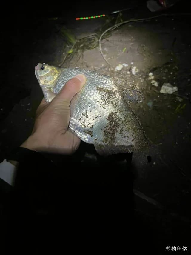 大菱鲆钓获 葫芦岛市 20kg
